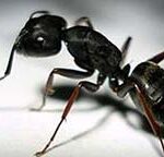 سمپاشی مورچه