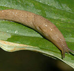 سم حلزون کش