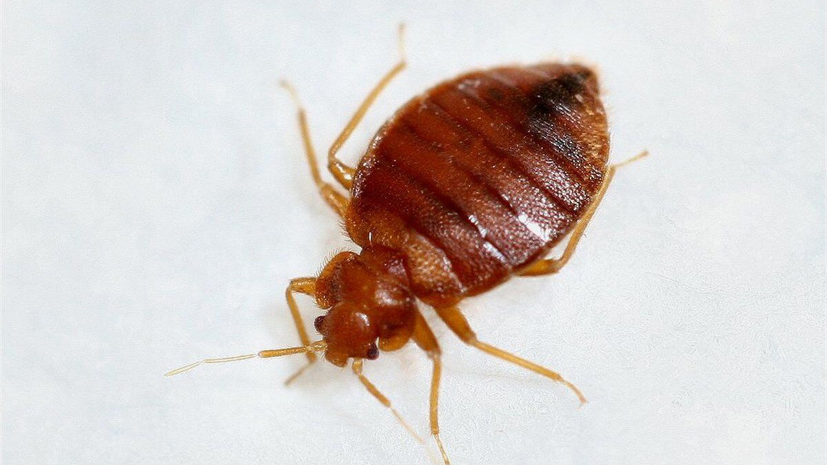 سم ساس | نابودی سریع و تضمینی ساس‌ها در منزل و محل کار